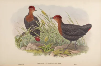 Haematortyx sanguiniceps